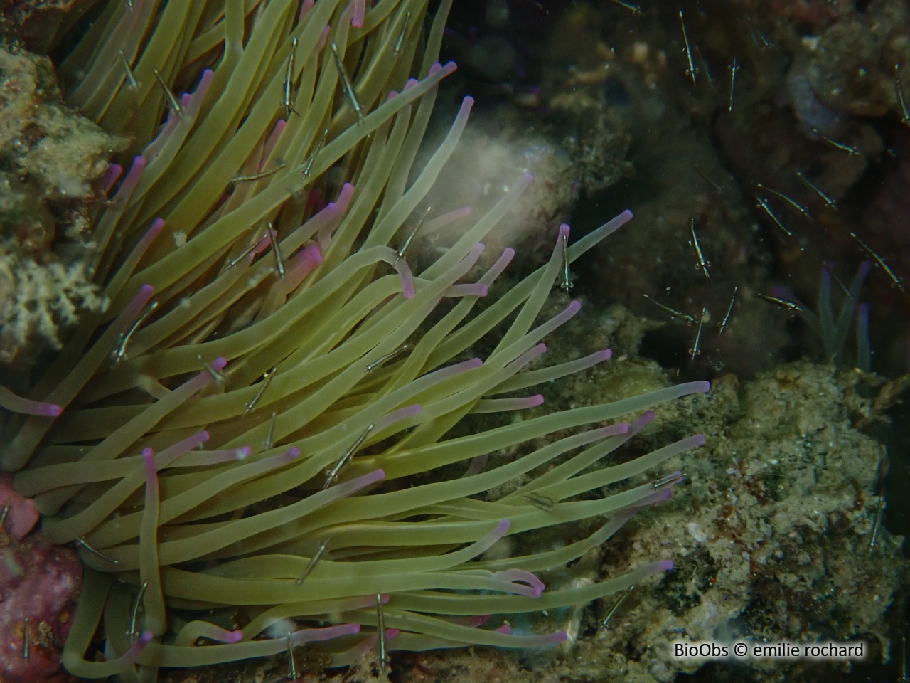 Crevette pélagique - Leptomysis mediterranea - emilie rochard - BioObs