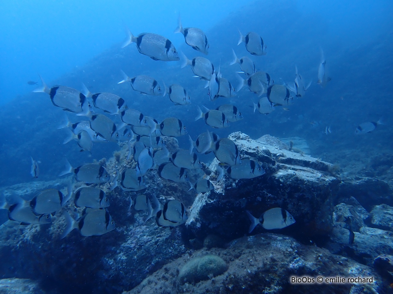 Sar à tête noire - Diplodus vulgaris - emilie rochard - BioObs