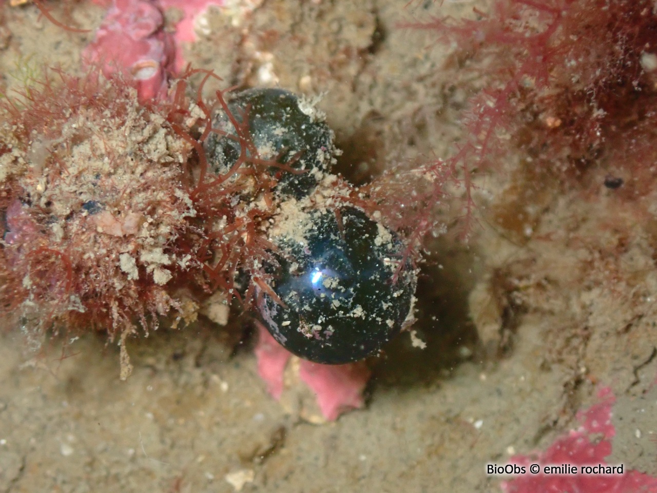 Valonie grosse bulle - Valonia macrophysa - emilie rochard - BioObs