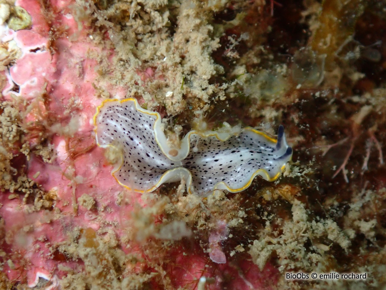 Planaire tachetée - Prostheceraeus moseleyi - emilie rochard - BioObs