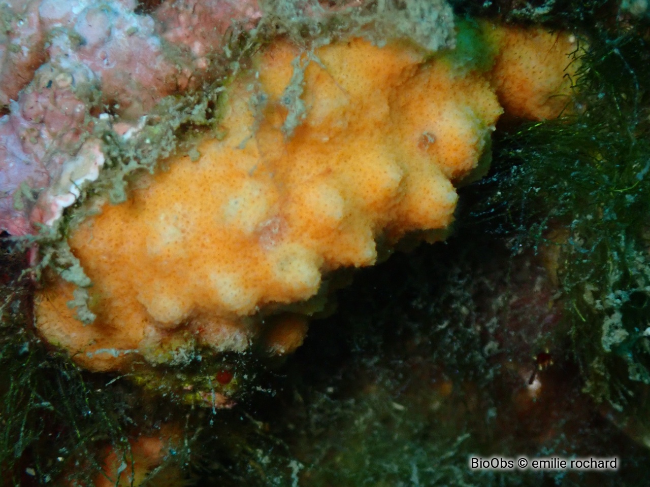 Schizomavelle mamillé - Schizomavella (Schizomavella) mamillata - emilie rochard - BioObs