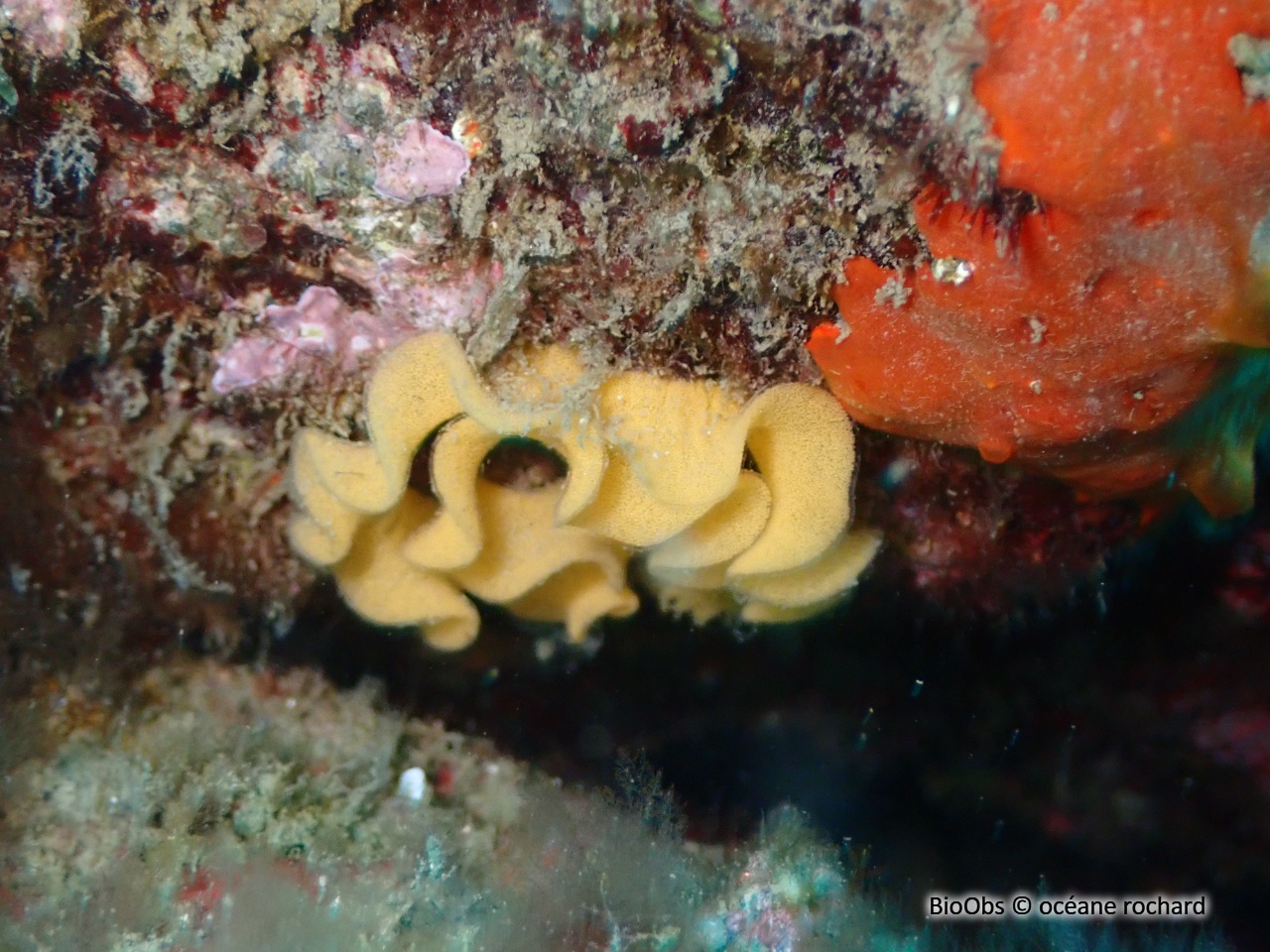 Doris géante ponte - Felimare - océane rochard - BioObs