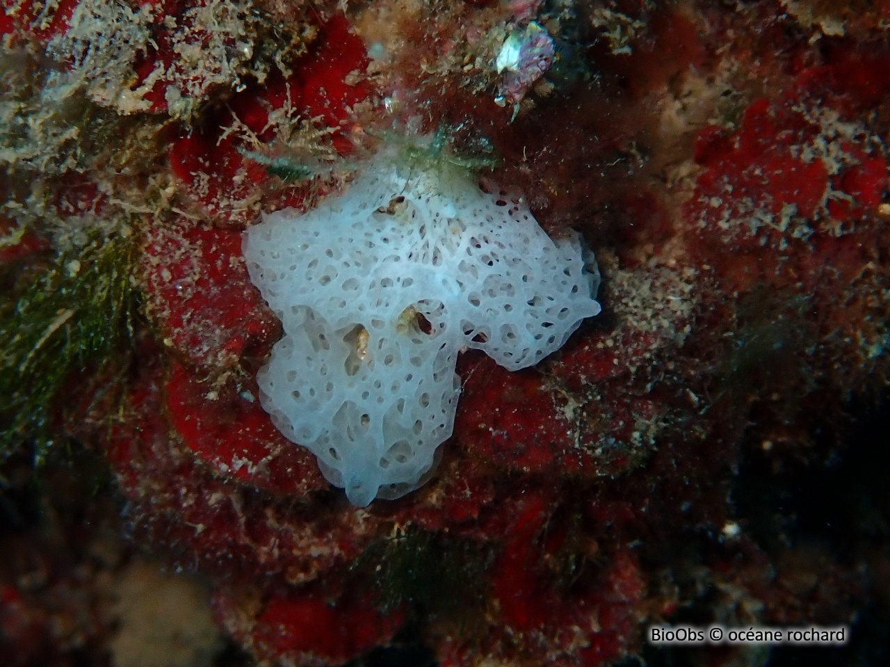 Clathrine blanche - Ascandra contorta - océane rochard - BioObs