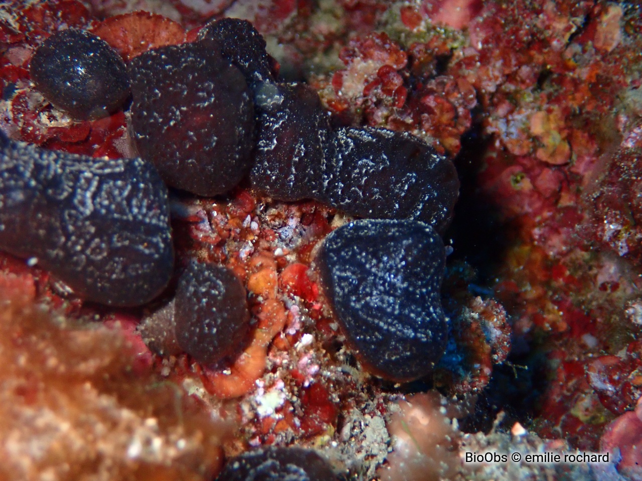 Didemne charnu et noir - Didemnum protectum - emilie rochard - BioObs