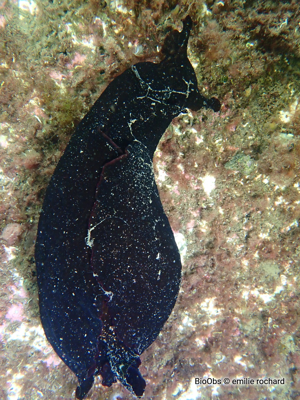 Lièvre de mer, aplysie fasciée - Aplysia fasciata - emilie rochard - BioObs