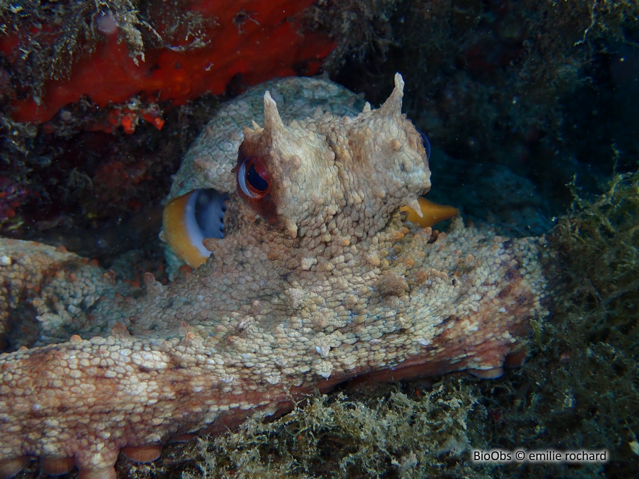 Poulpe commun - Octopus vulgaris - emilie rochard - BioObs