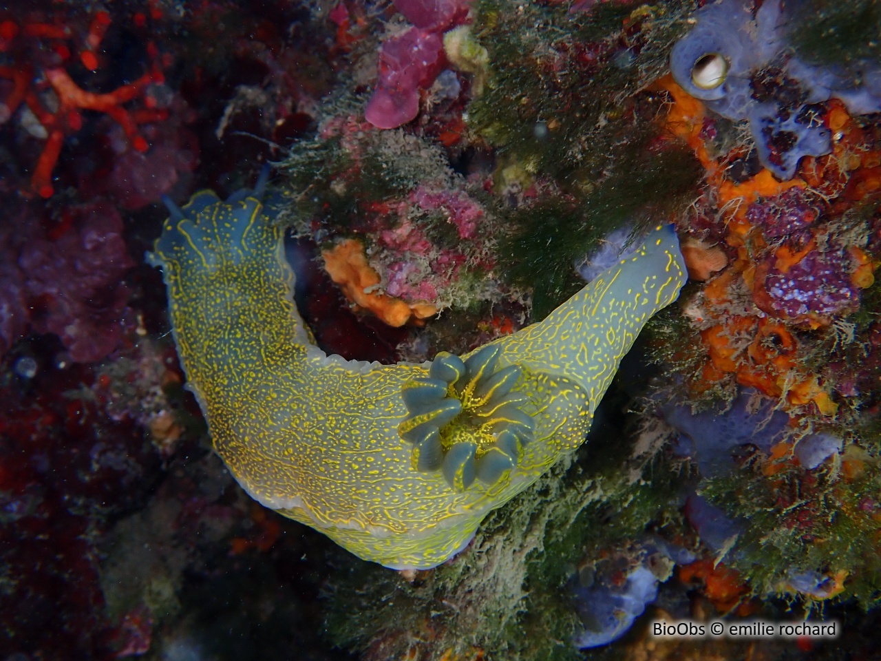 Doris géante - Felimare picta - emilie rochard - BioObs
