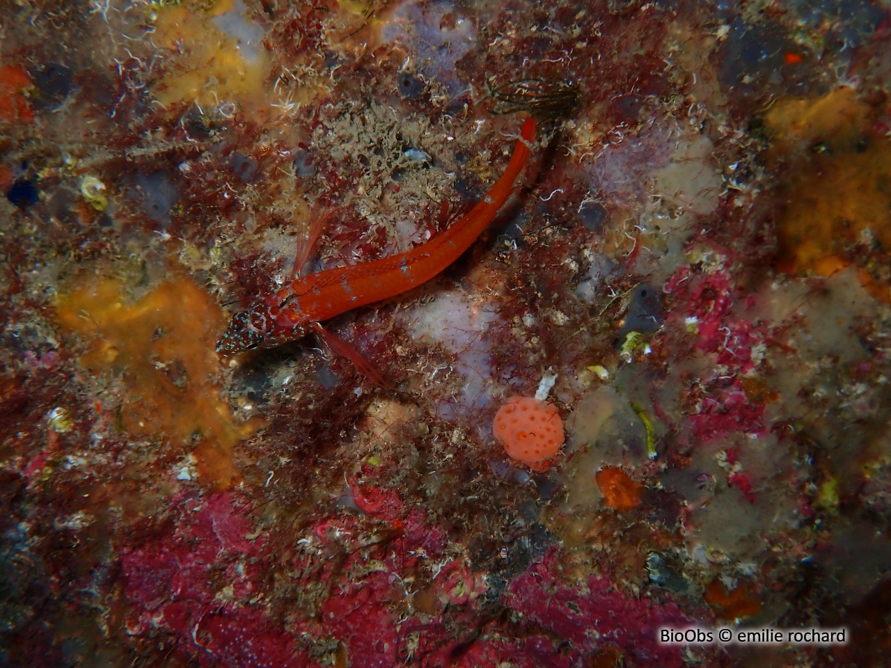 Triptérygion nain - Tripterygion melanurum - emilie rochard - BioObs