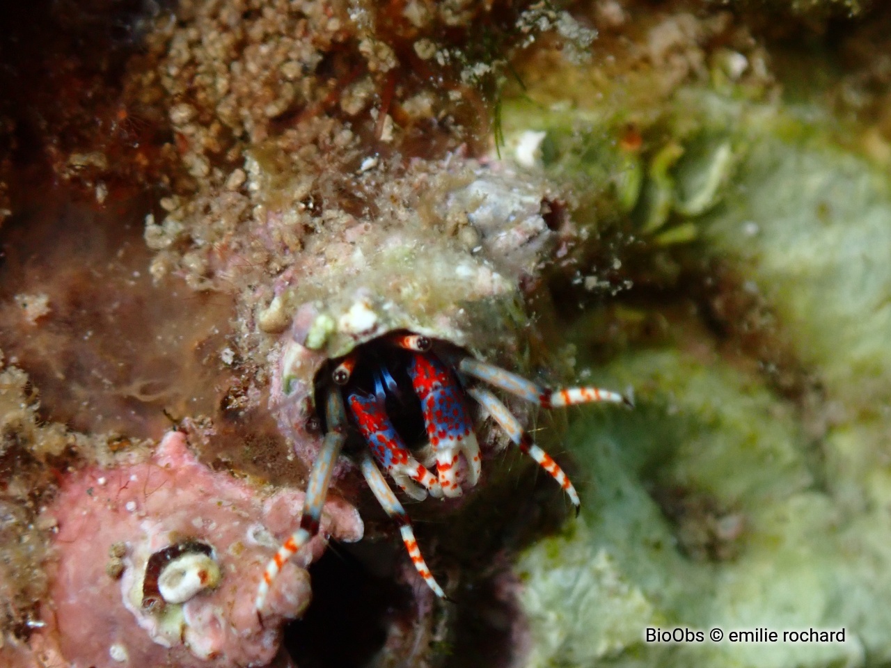 Pagure sédentaire - Calcinus tubularis - emilie rochard - BioObs