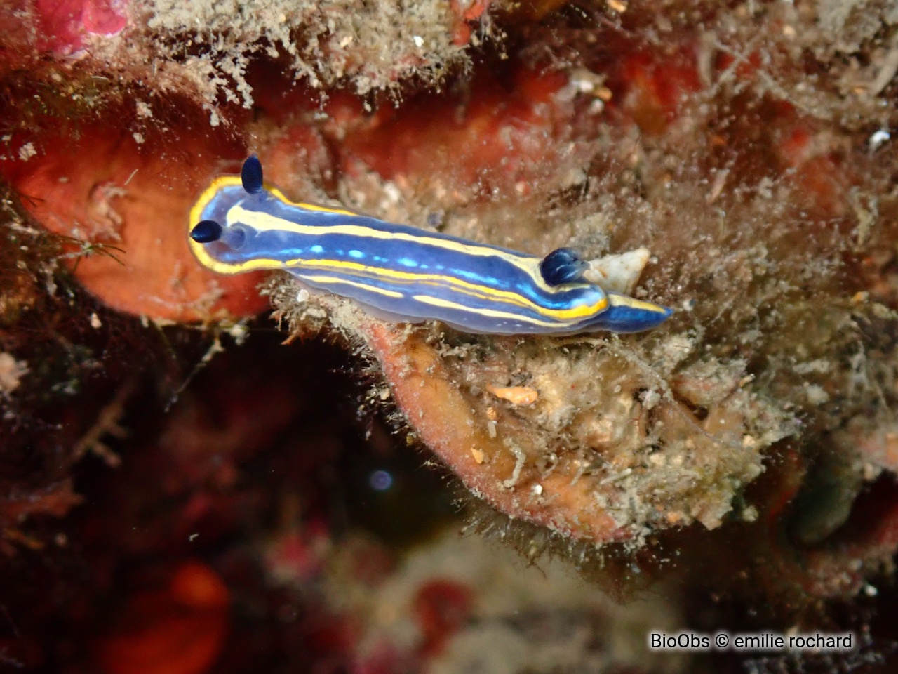 Doris tricolore - Felimare tricolor - emilie rochard - BioObs