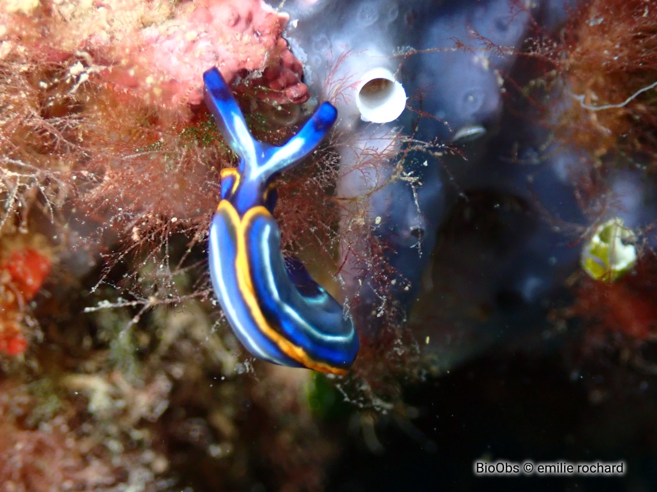 Thuridille de Hope - Thuridilla hopei - emilie rochard - BioObs