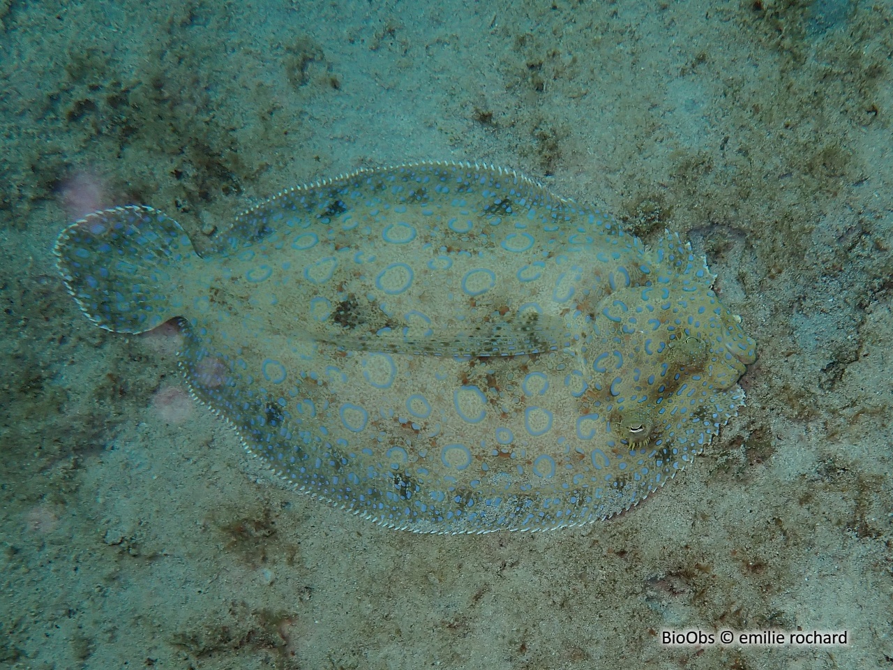 Carrelet-paon - Bothus lunatus - emilie rochard - BioObs