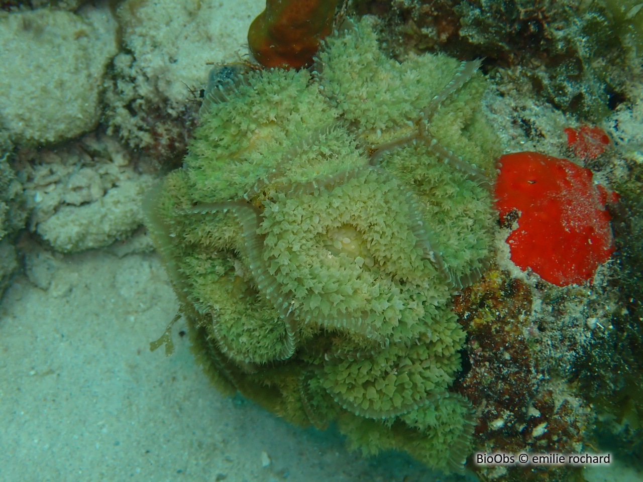 Corallimorphaire verruqueux - Rhodactis osculifera - emilie rochard - BioObs
