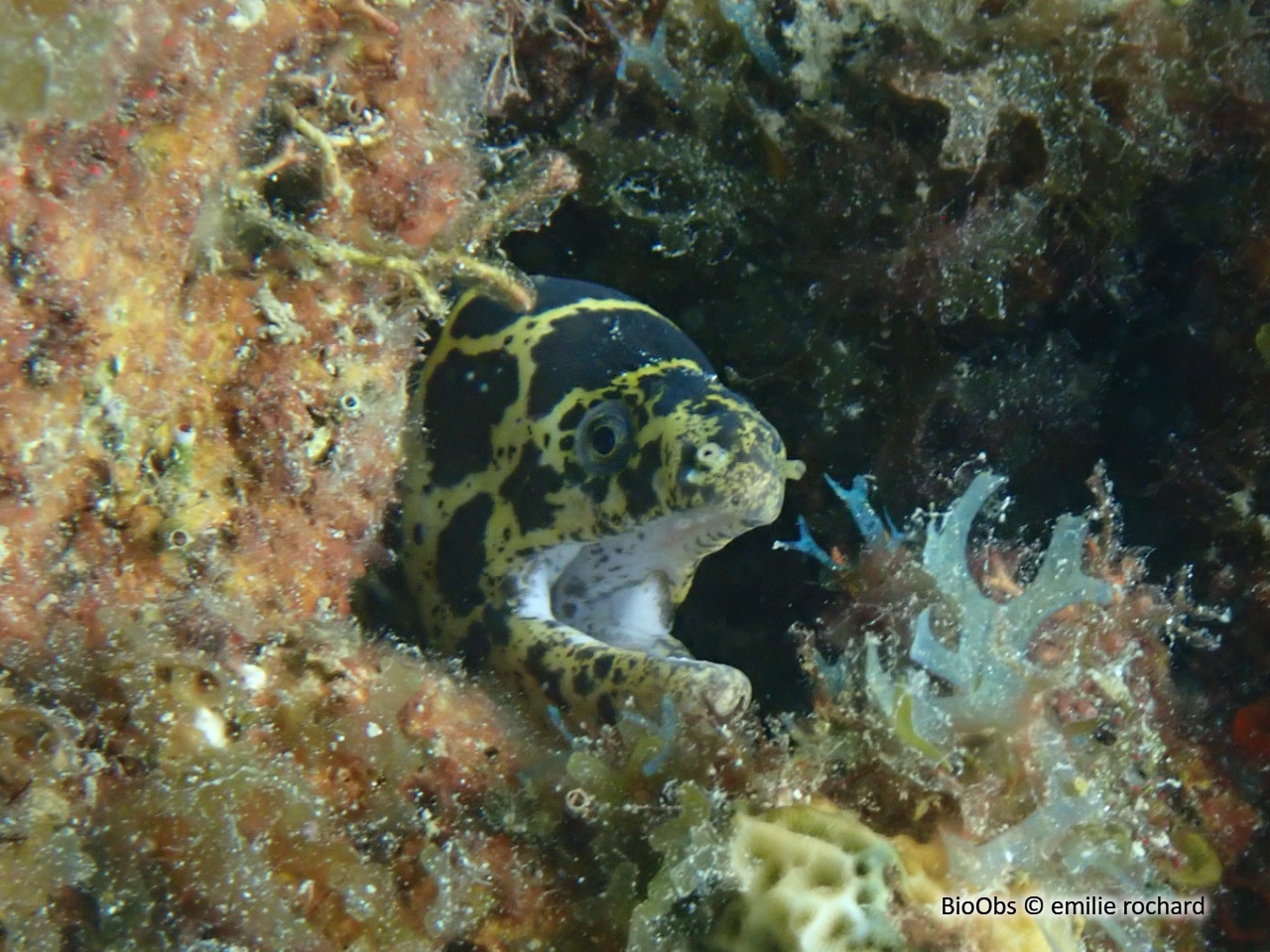 Murène à gueule pavée - Echidna catenata - emilie rochard - BioObs