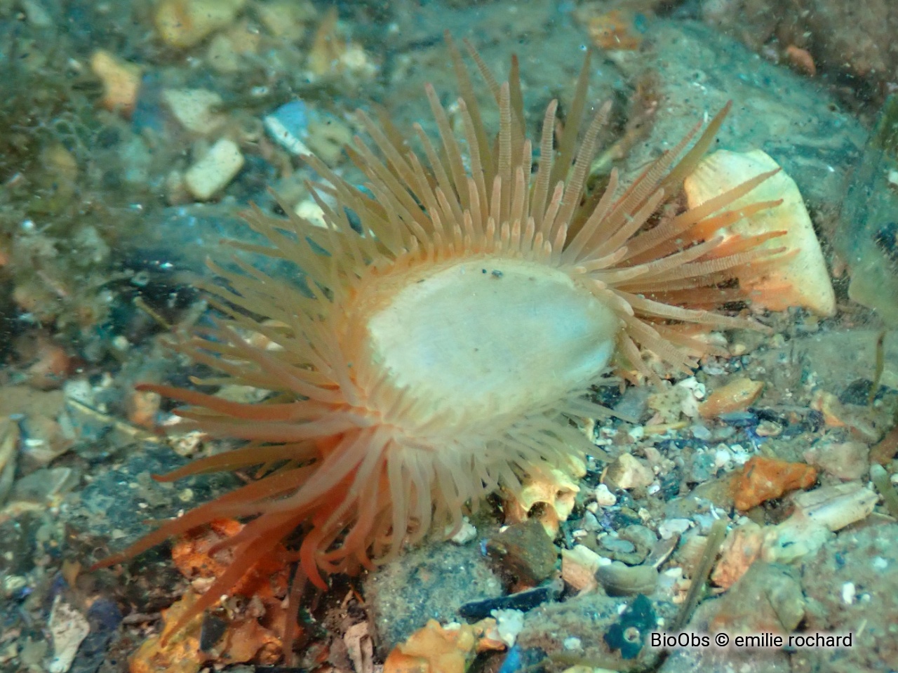 Lime bâillante - Limaria hians - emilie rochard - BioObs