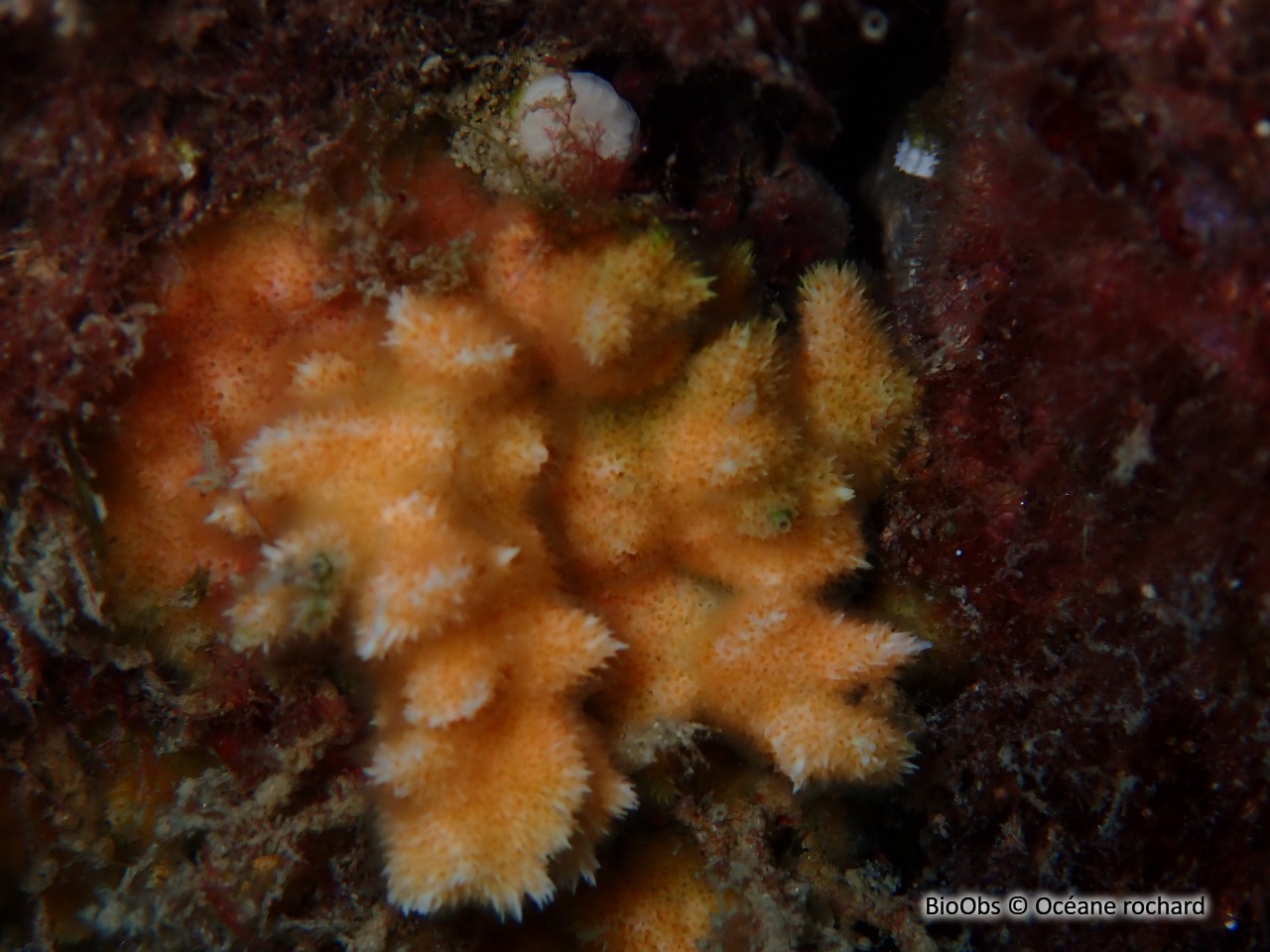 Bryozoaire corne d'élan - Dentiporella sardonica - Océane rochard - BioObs