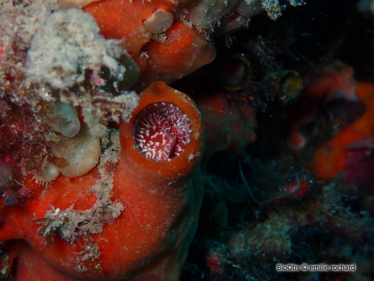 Grand vermet - Thylacodes arenarius - emilie rochard - BioObs