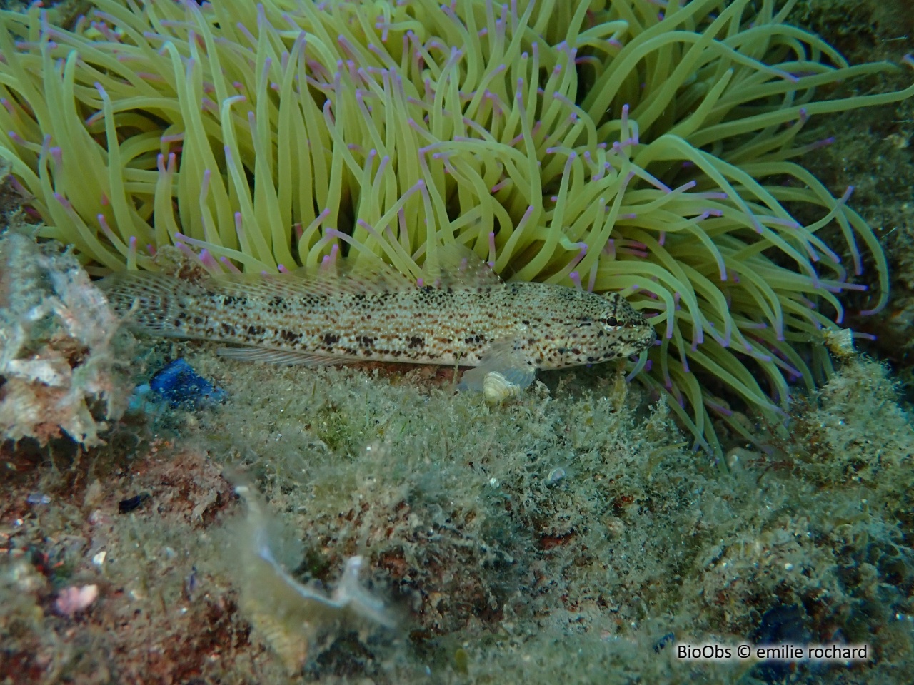 Gobie moucheté - Gobius incognitus - emilie rochard - BioObs