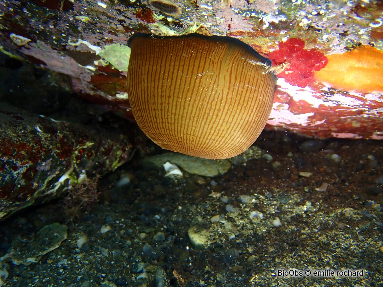 Actinie striée - Paractinia striata - emilie rochard - BioObs