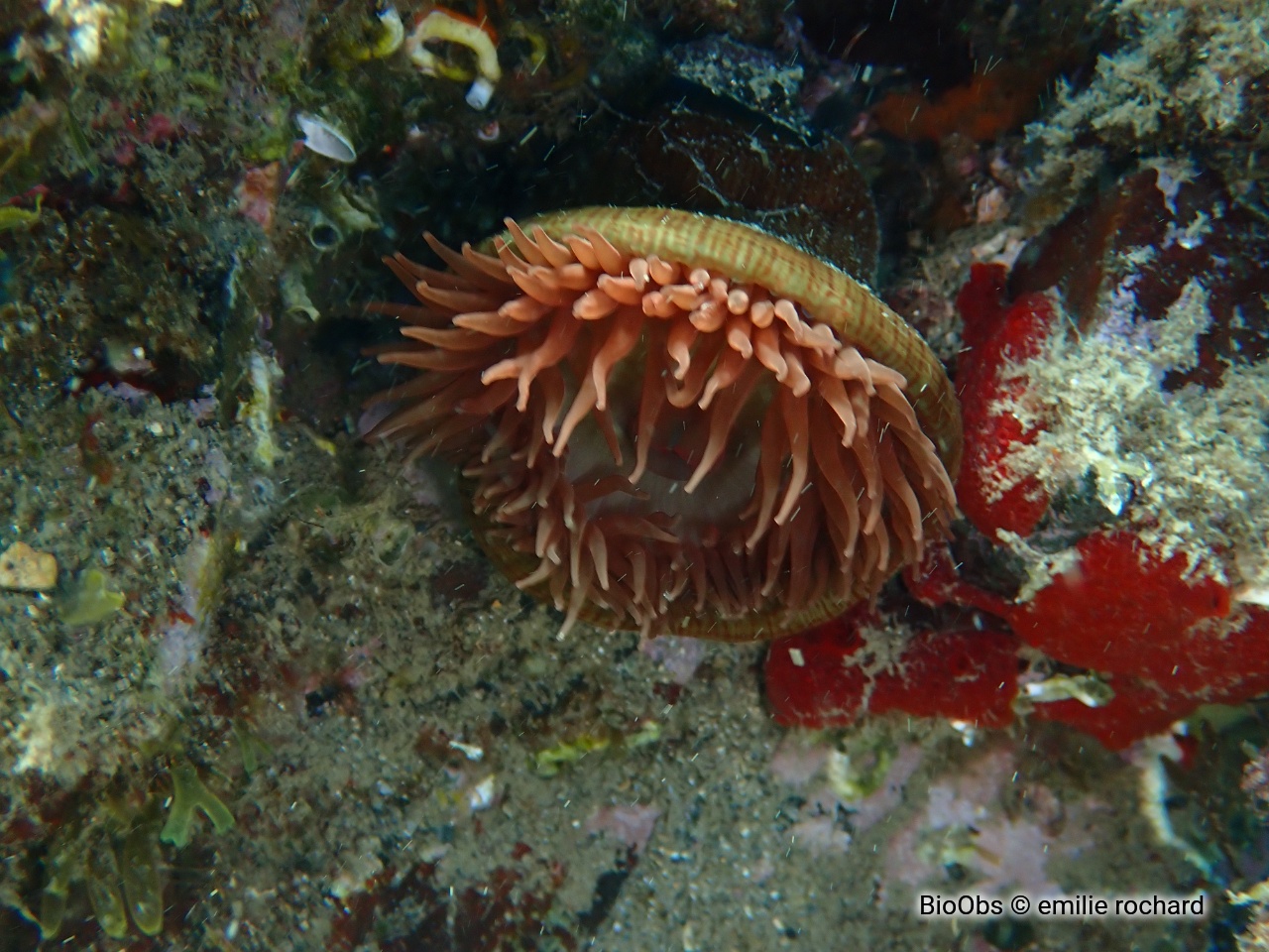 Actinie striée - Paractinia striata - emilie rochard - BioObs