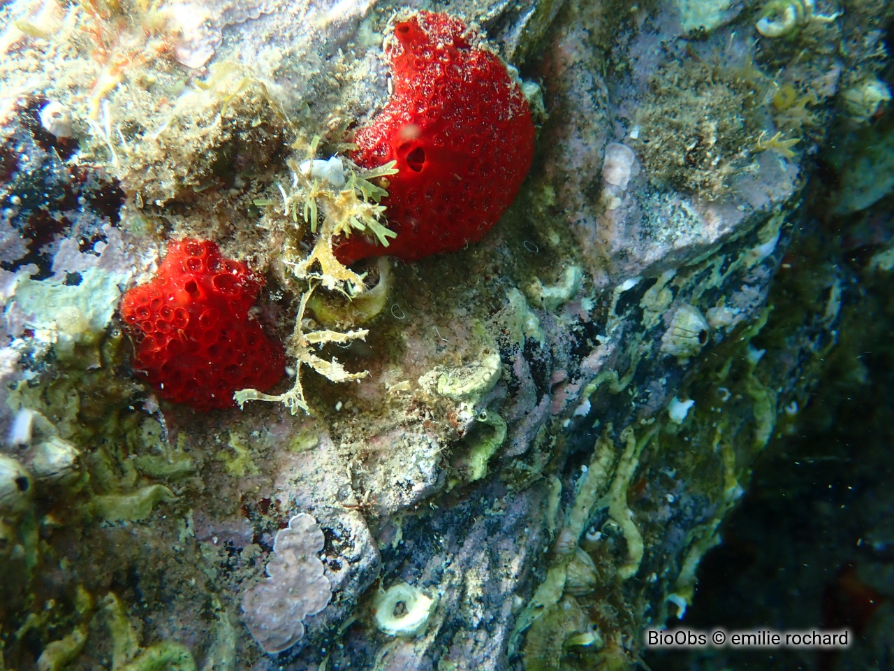 Eponge catalane rouge à cratères - Hamigera hamigera - emilie rochard - BioObs