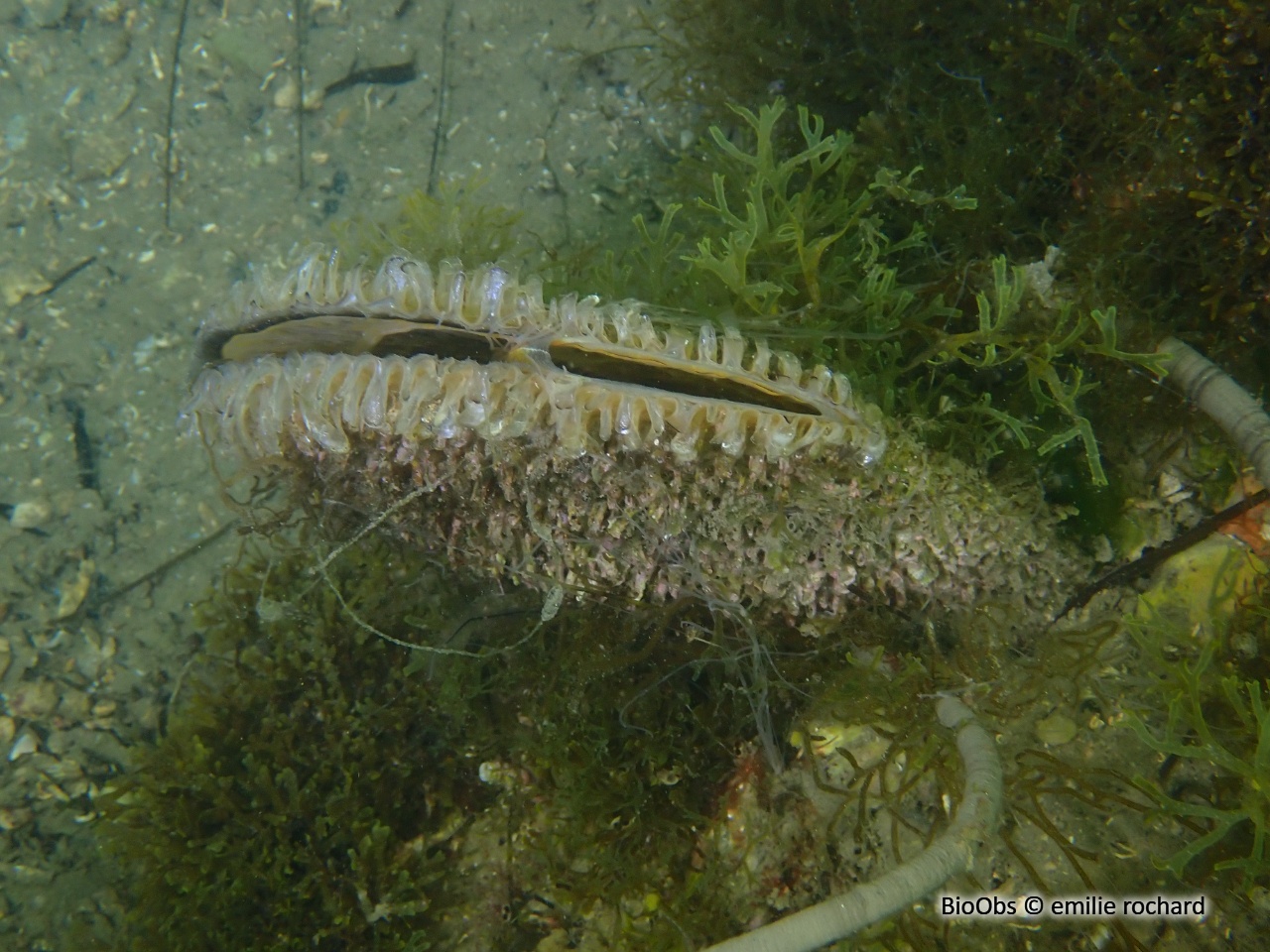 Grande nacre , Pinne noble - Pinna nobilis - emilie rochard - BioObs