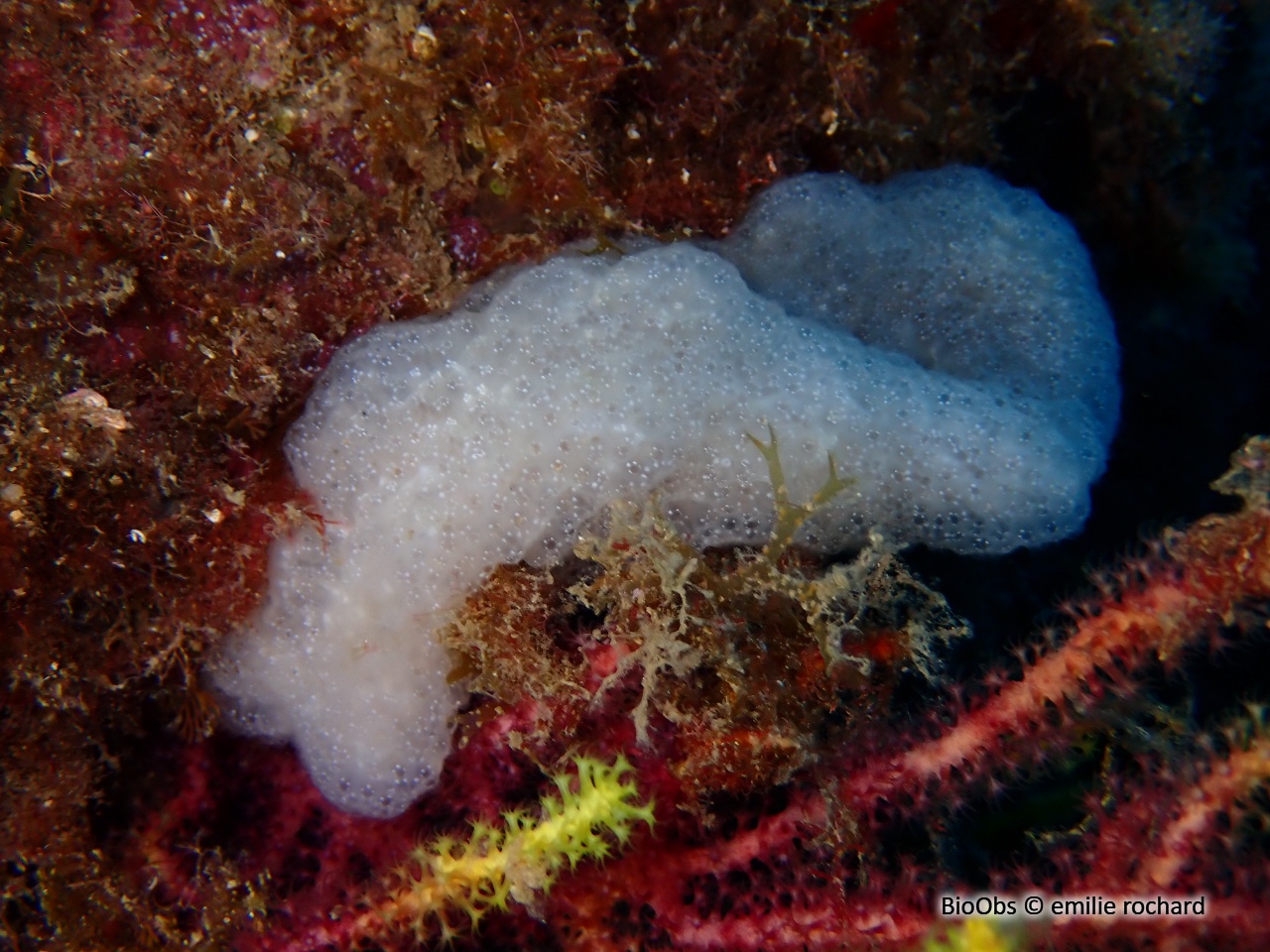 Eudistoma de Banyuls - Eudistoma banyulense - emilie rochard - BioObs