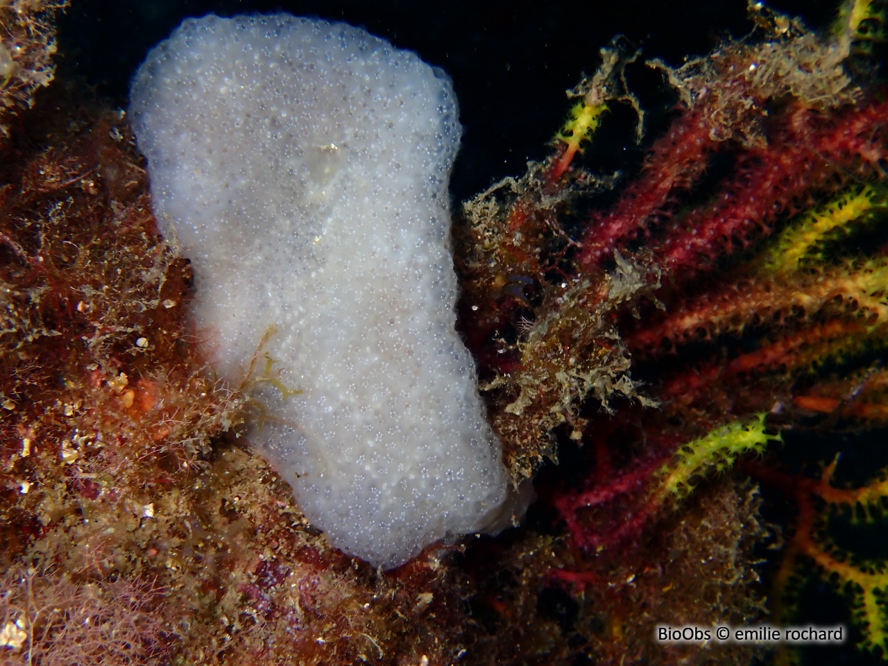Eudistoma de Banyuls - Eudistoma banyulense - emilie rochard - BioObs