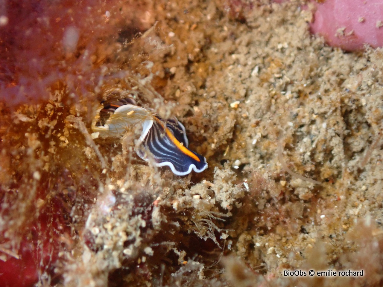Ver plat bleu de Méditerranée - Prostheceraeus giesbrechtii - emilie rochard - BioObs