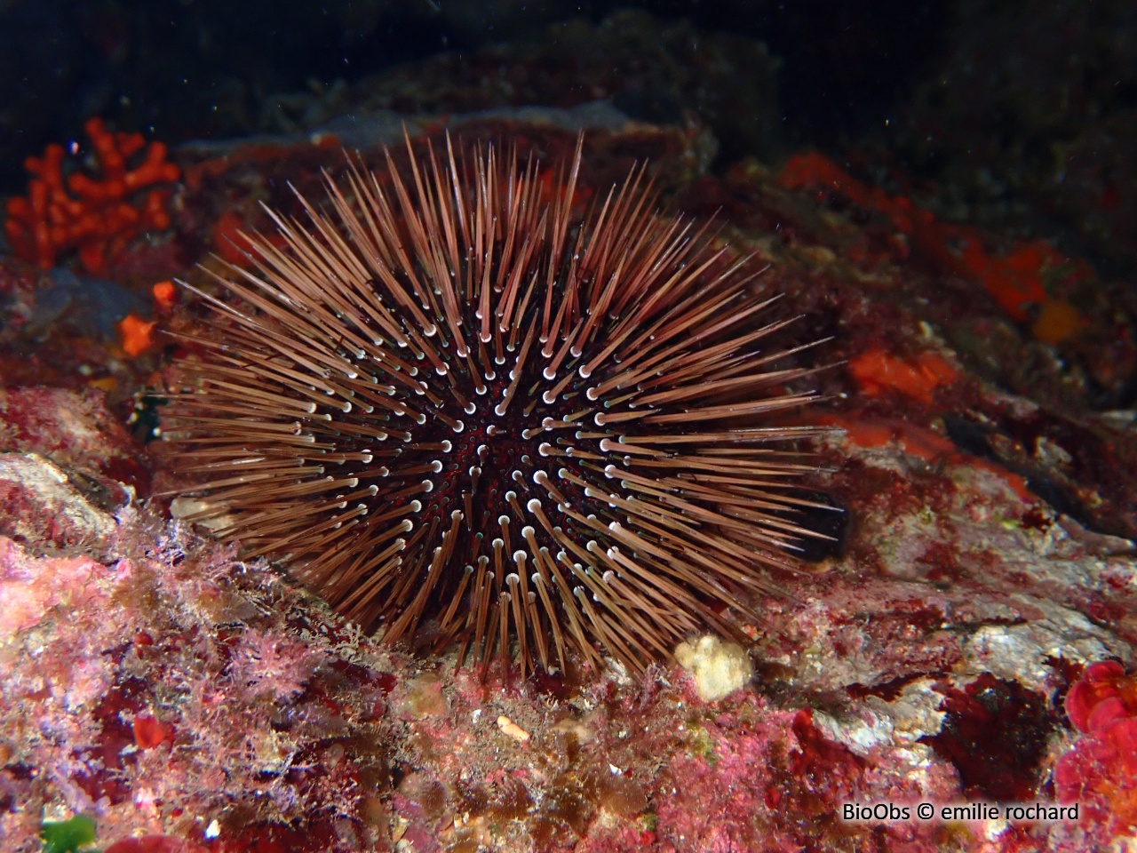 Oursin violet - Paracentrotus lividus - emilie rochard - BioObs