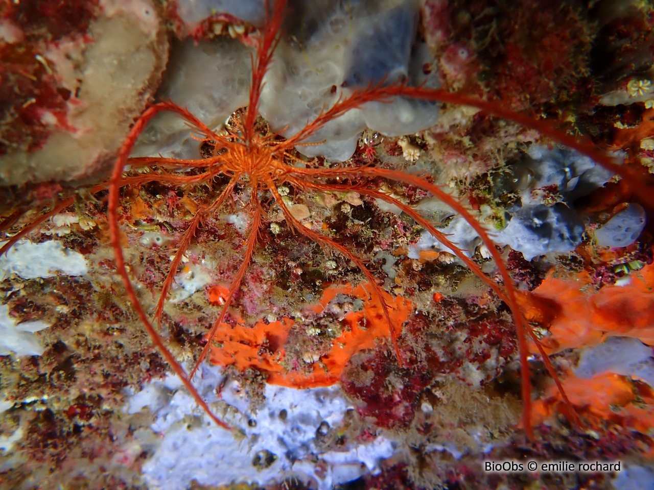 Comatule de Méditerranée - Antedon mediterranea - emilie rochard - BioObs