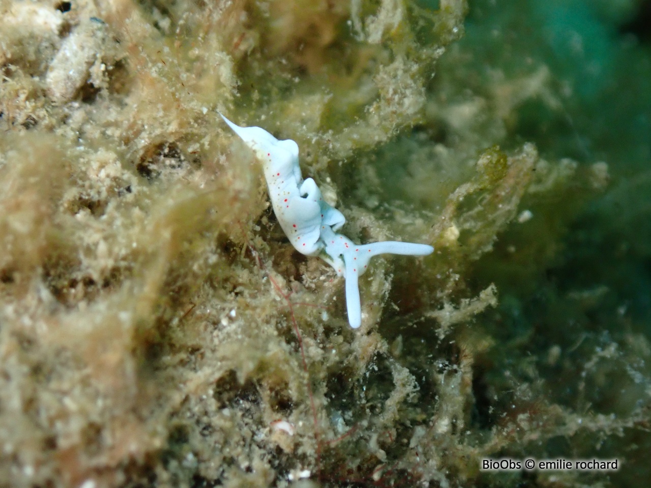 Elysie timide - Elysia timida - emilie rochard - BioObs