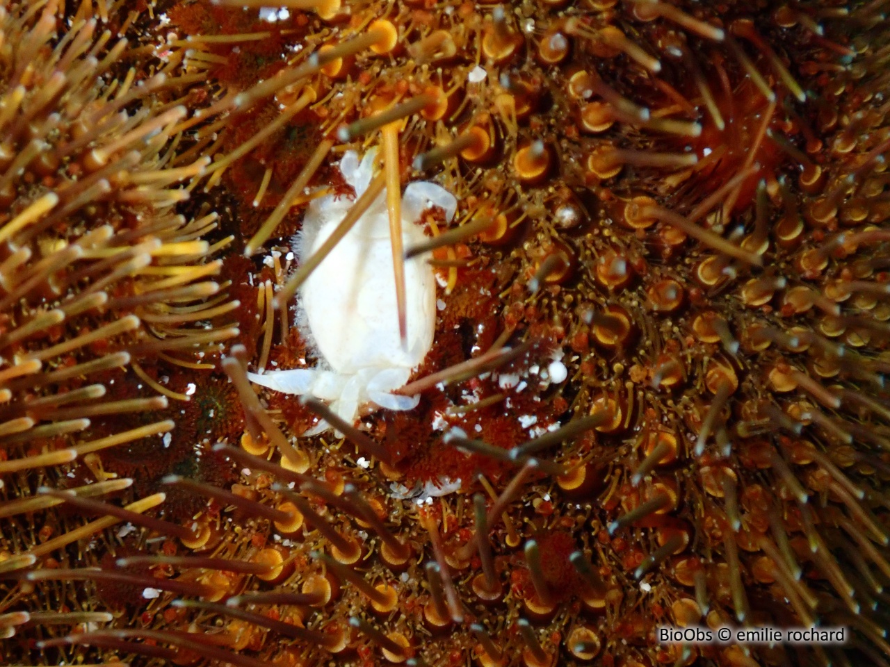 Crabe-pois des spatangues - Dissodactylus primitivus - emilie rochard - BioObs