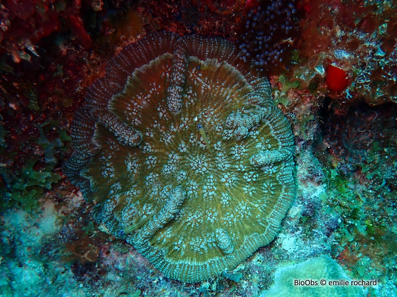Corail-cactus à bosses - Mycetophyllia aliciae - emilie rochard - BioObs