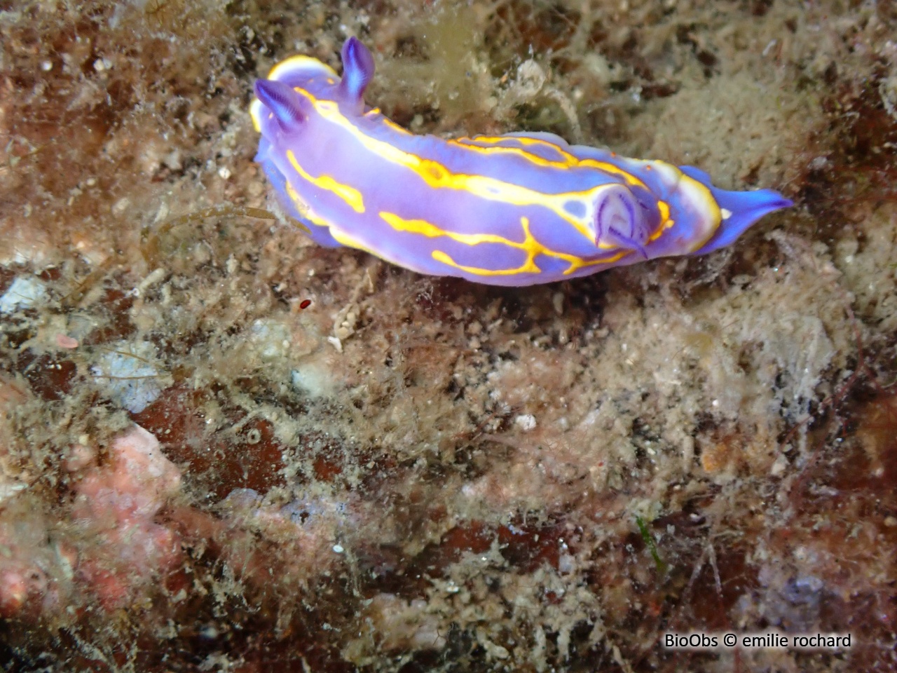 Doris de Brito - Felimida binza - emilie rochard - BioObs