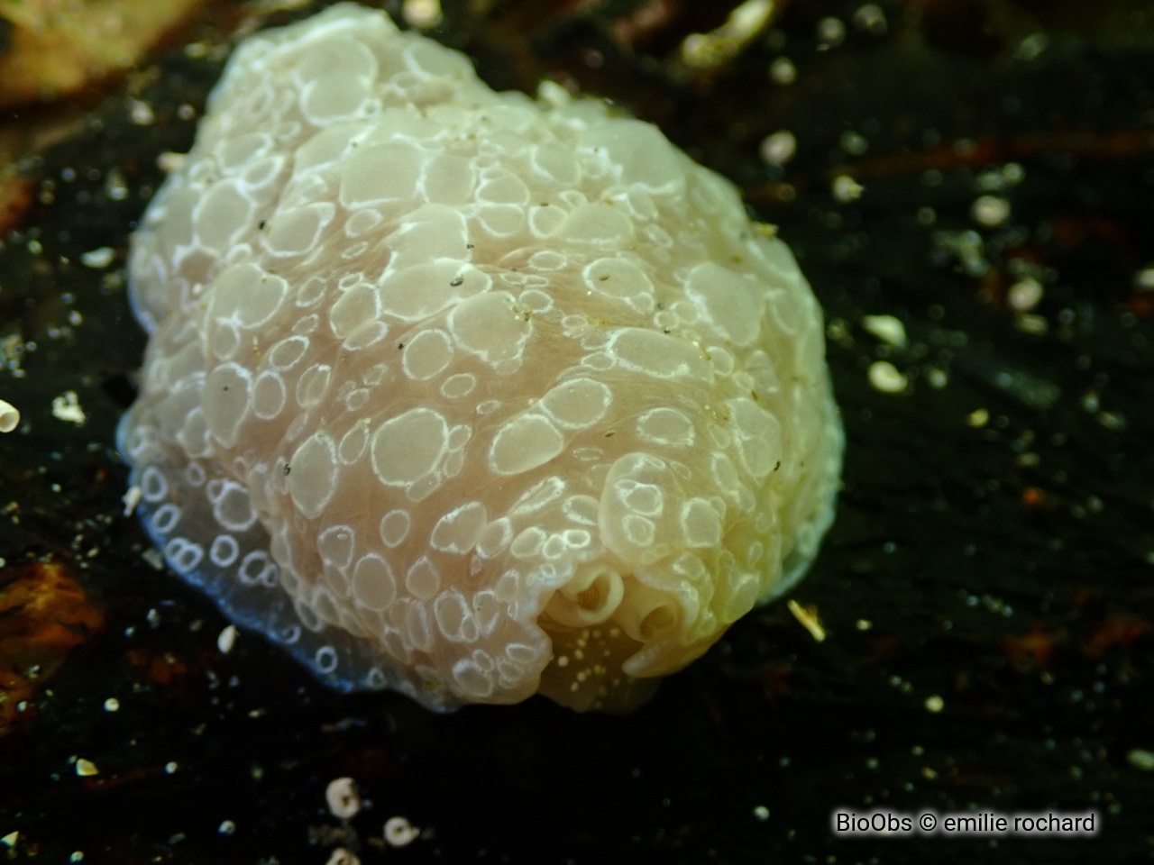 Berthelle ocellée - Berthella ocellata - emilie rochard - BioObs
