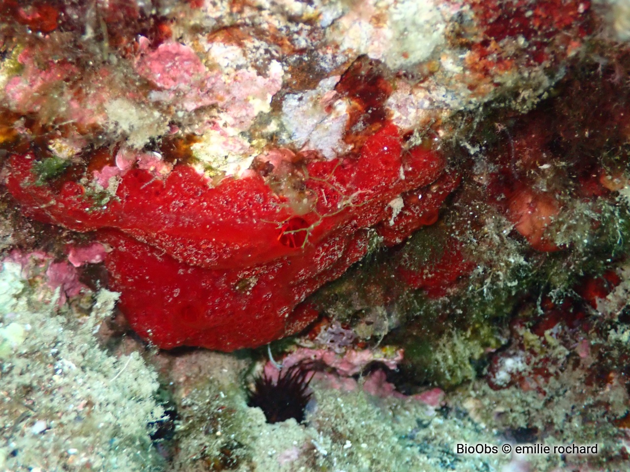 Eponge catalane rouge à cratères - Hamigera hamigera - emilie rochard - BioObs