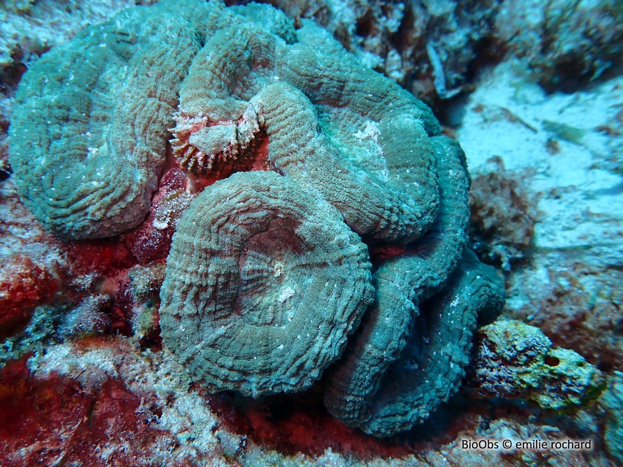 Corail-fleur épineux - Mussa angulosa - emilie rochard - BioObs
