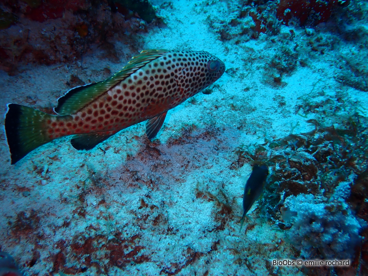 Mérou couronné - Epinephelus guttatus - emilie rochard - BioObs