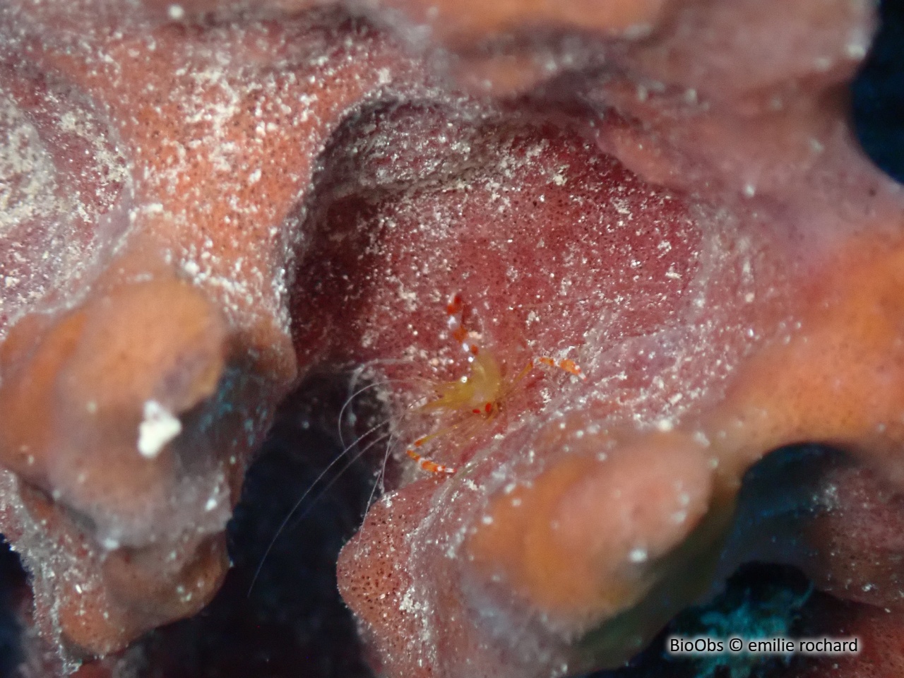 Crevette dorée - Stenopus scutellatus - emilie rochard - BioObs