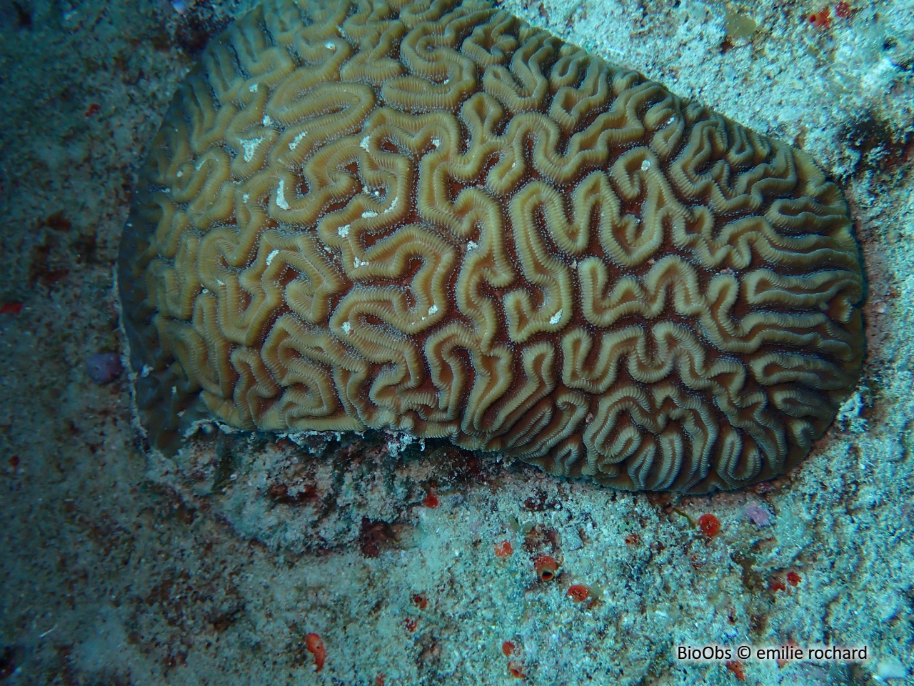 Corail-cerveau de Neptune - Diploria labyrinthiformis - emilie rochard - BioObs