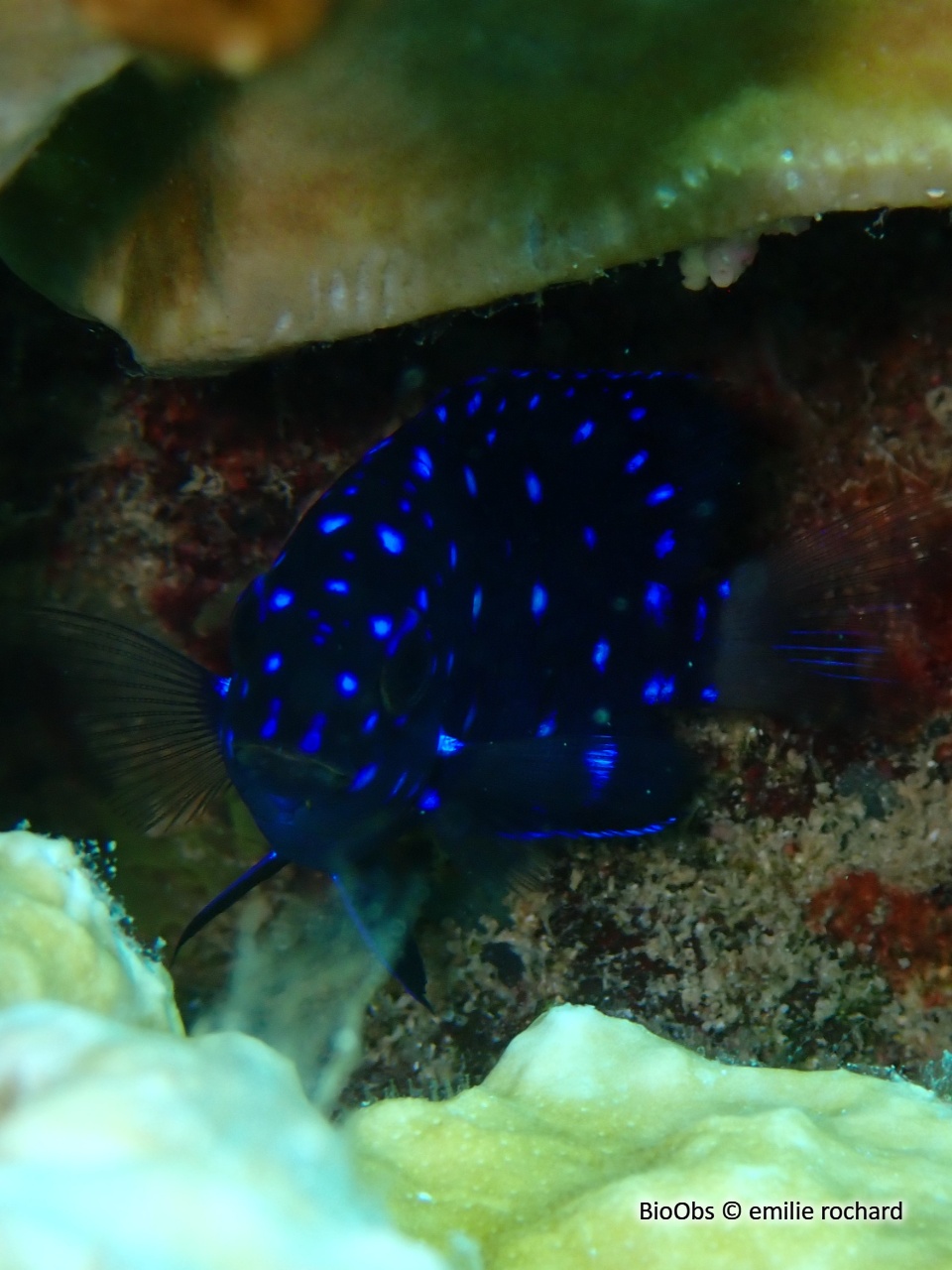 Chaffet queue jaune - Microspathodon chrysurus - emilie rochard - BioObs