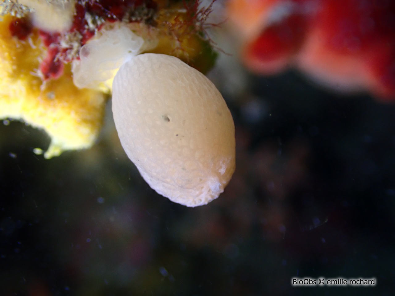 Clathrine pédonculée - Clathrina lacunosa - emilie rochard - BioObs