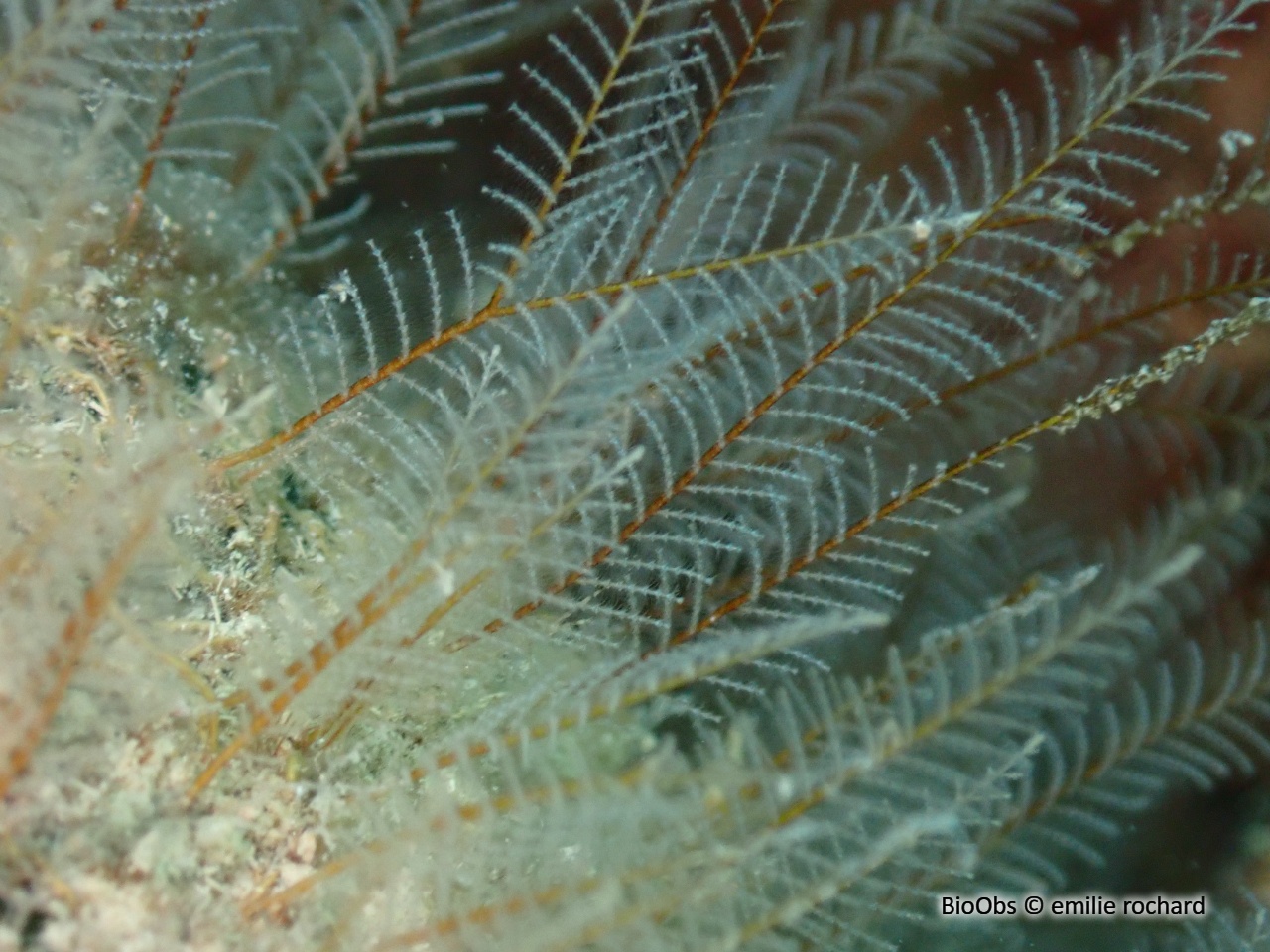 Aglaophénia allongée - Aglaophenia elongata - emilie rochard - BioObs