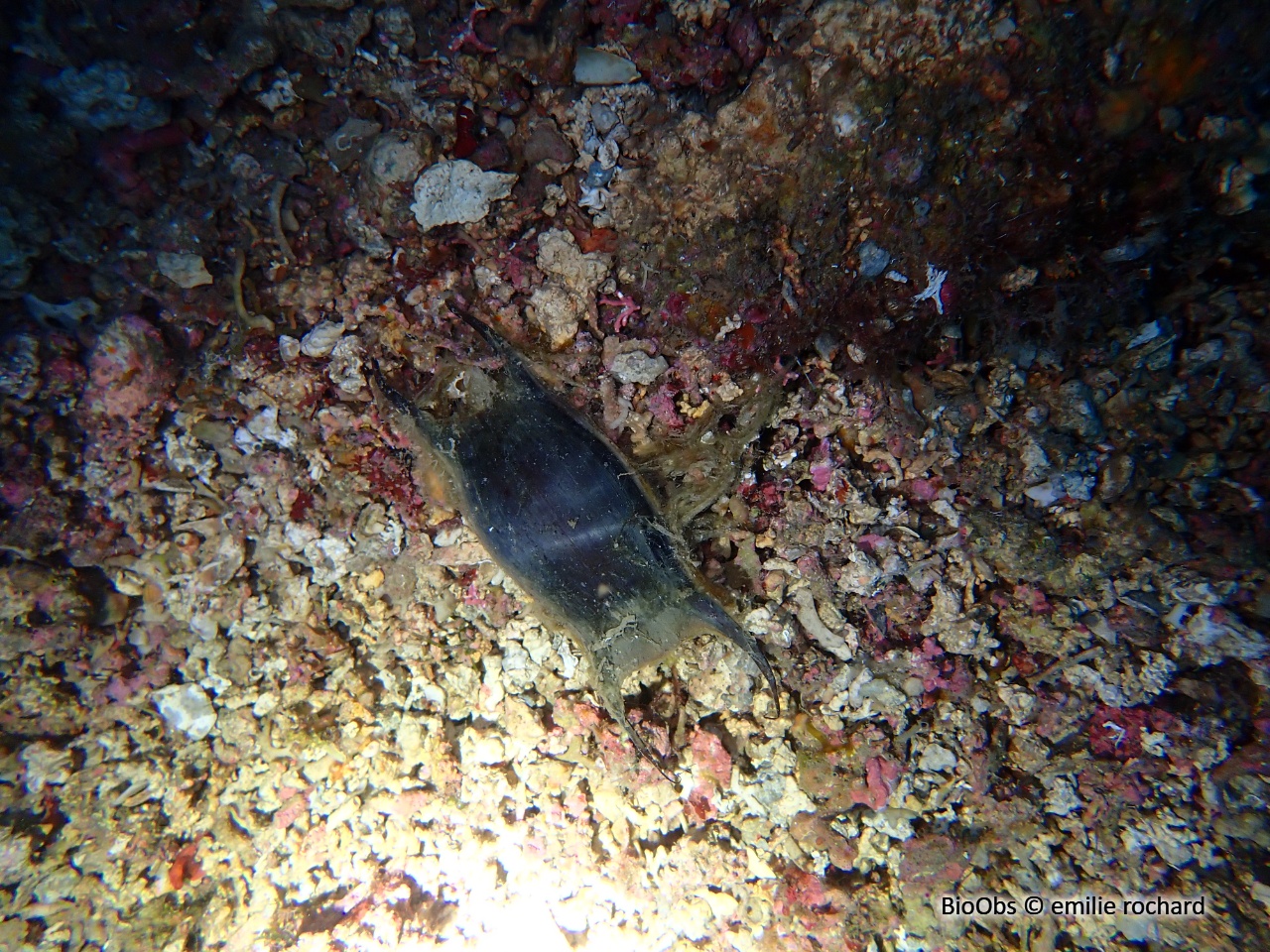 Oeuf de raie - Raja sp - emilie rochard - BioObs