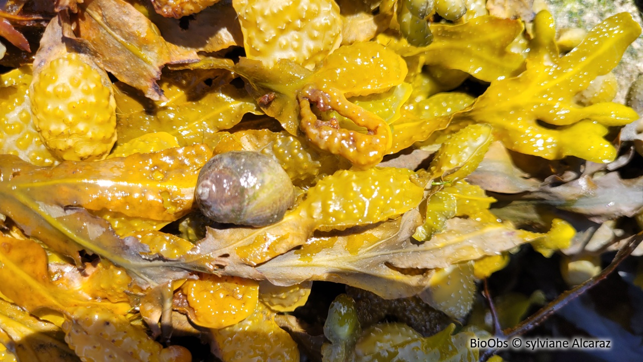 Bigorneau - Littorina littorea - sylviane Alcaraz - BioObs