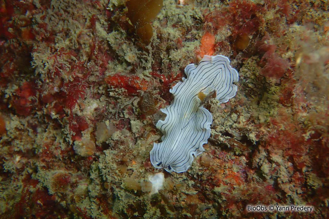 Planaire blanche - Prostheceraeus vittatus - Yann Predery - BioObs