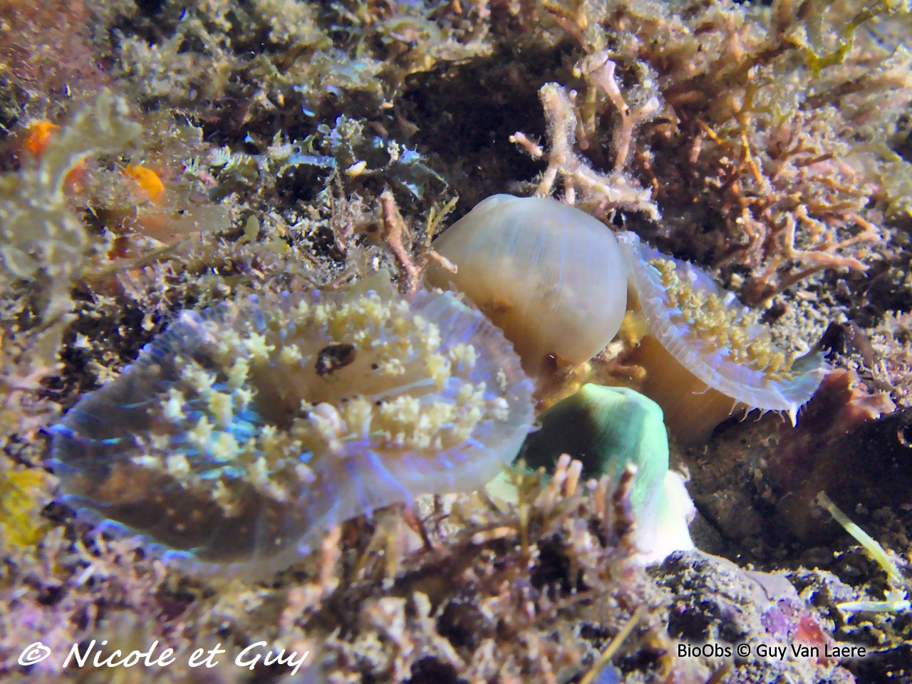 Corallimorphaire verruqueux - Rhodactis osculifera - Guy Van Laere - BioObs