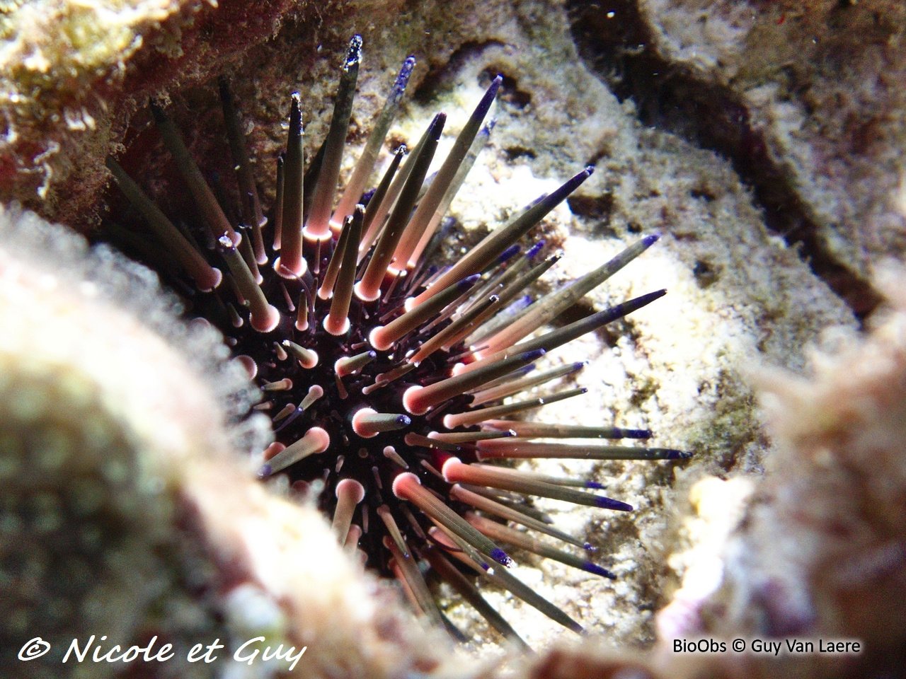 Oursin de récif des antilles - Echinometra viridis - Guy Van Laere - BioObs