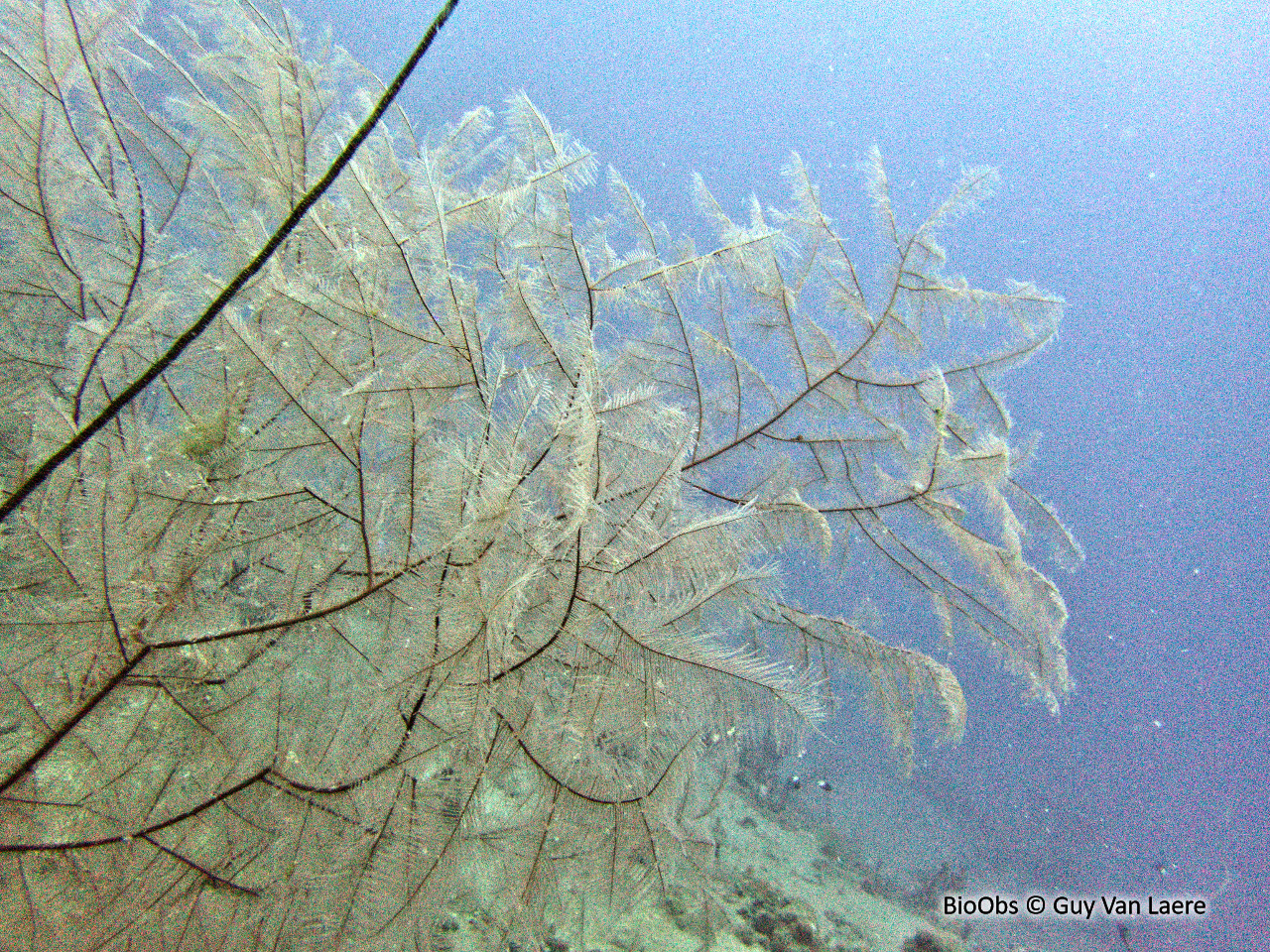 Corail noir tropical - Antipathes spp. - Guy Van Laere - BioObs